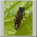 Crabro peltarius - Grabwespe m01 10mm.jpg